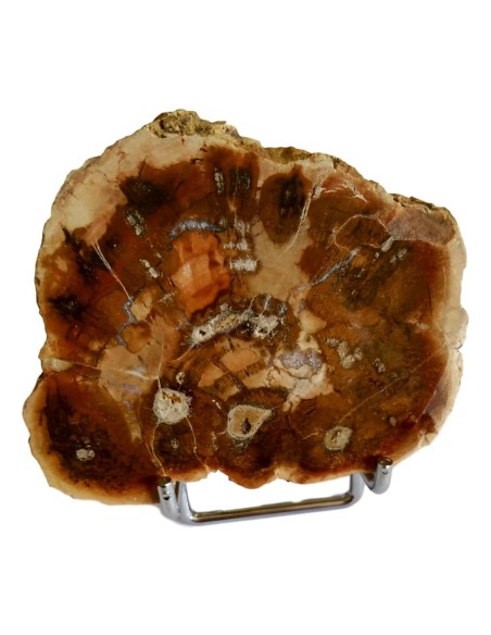 Photo de Tranche de bois fossilisé - encens.business - Boutique ésotérique en ligne - vente de Tranche de bois fossilisé