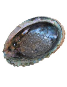 Photo de Coquille d'Abalone - encens.business - Boutique ésotérique en ligne - vente de Coquille d'Abalone