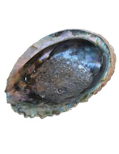 Photo de Coquille d'Abalone - encens.business - Boutique ésotérique en ligne - vente de Coquille d'Abalone