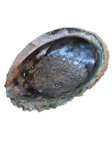 Photo de Coquille d'Abalone - encens.business - Boutique ésotérique en ligne - vente de Coquille d'Abalone