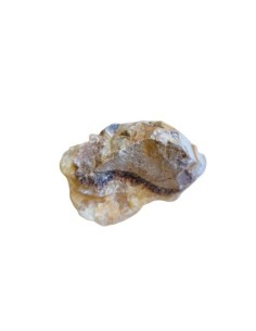 Septaria en pierre brute